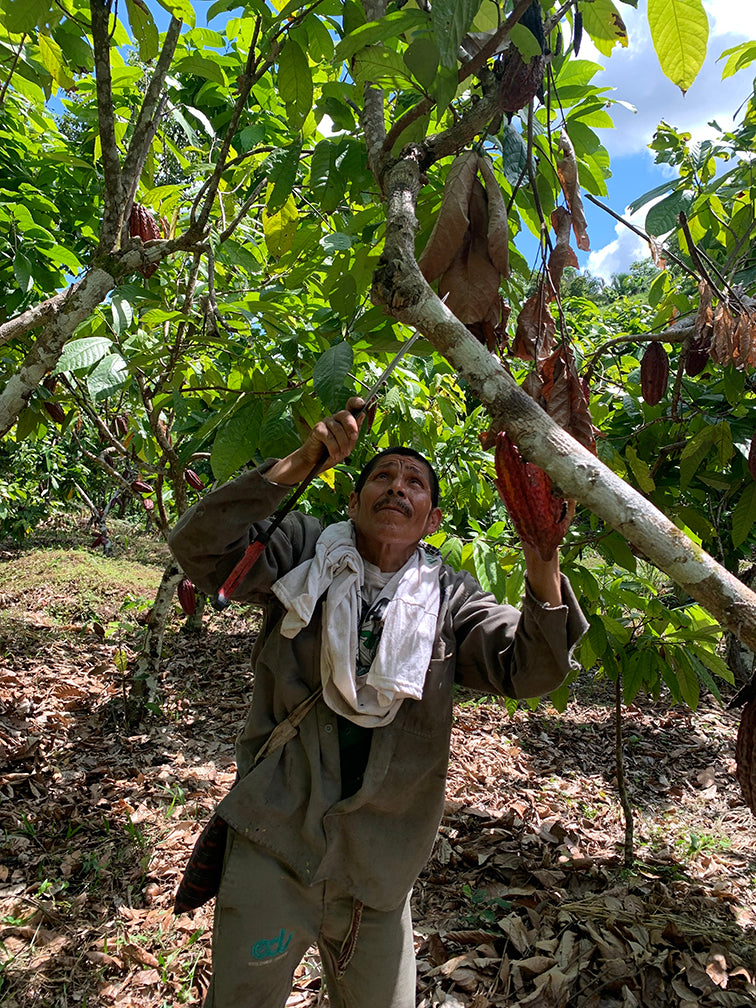 Cacao farmer, Cutting down a cacao pod from a tree, Cuencas Del Huallaga Coop, Peru