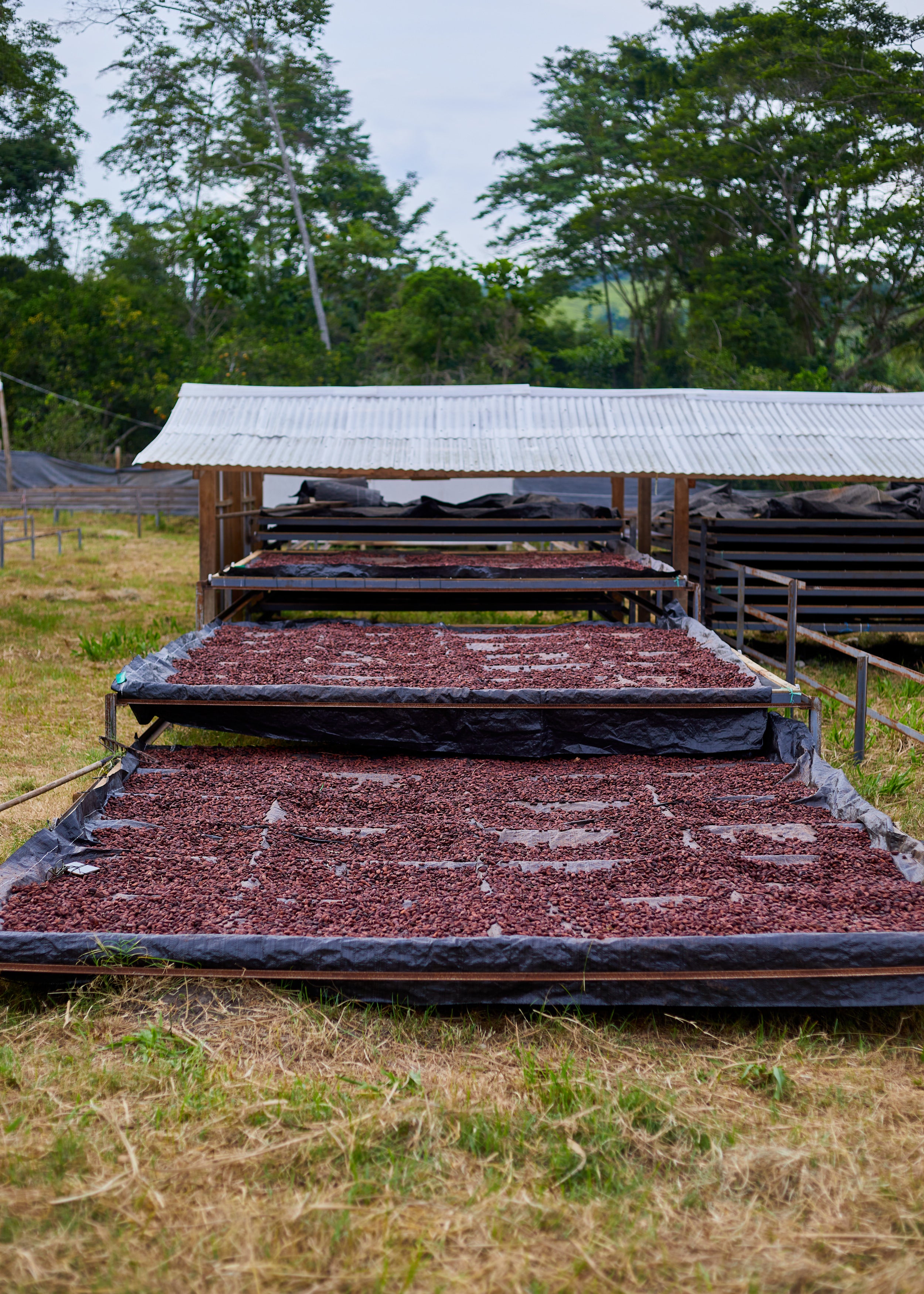 Cacao drying on outdoor racks