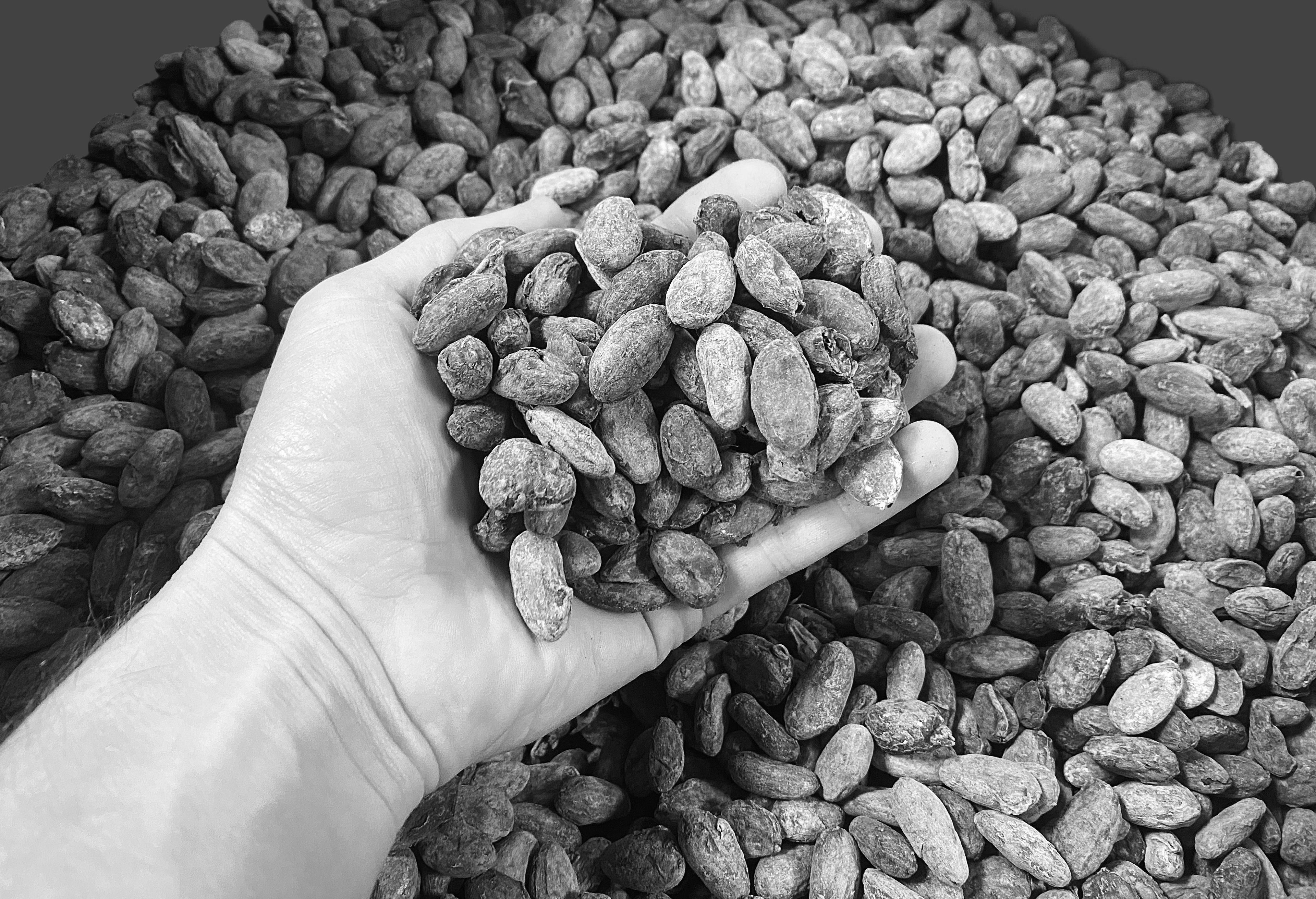hand holding a handful of cacao beans, black and white